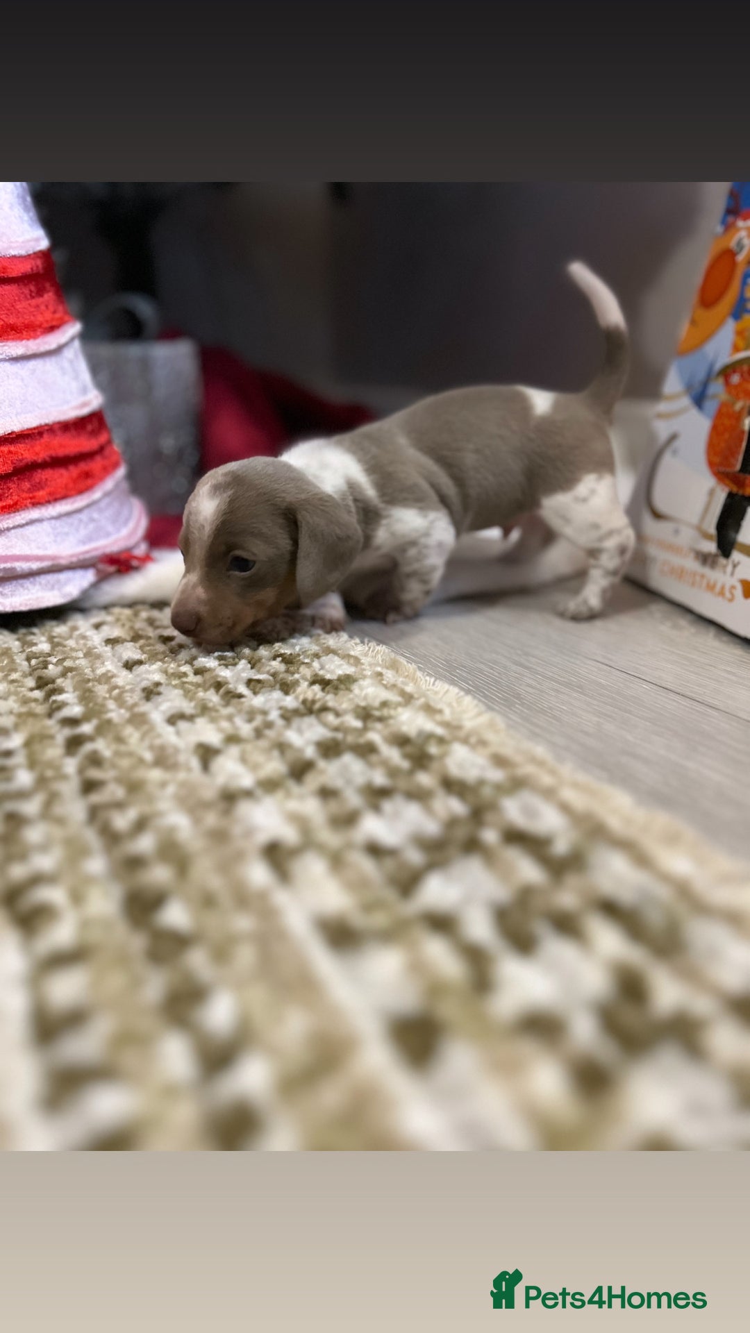 Miniature Dachshund dogs for sale: True miniature dachshund - Advert 2