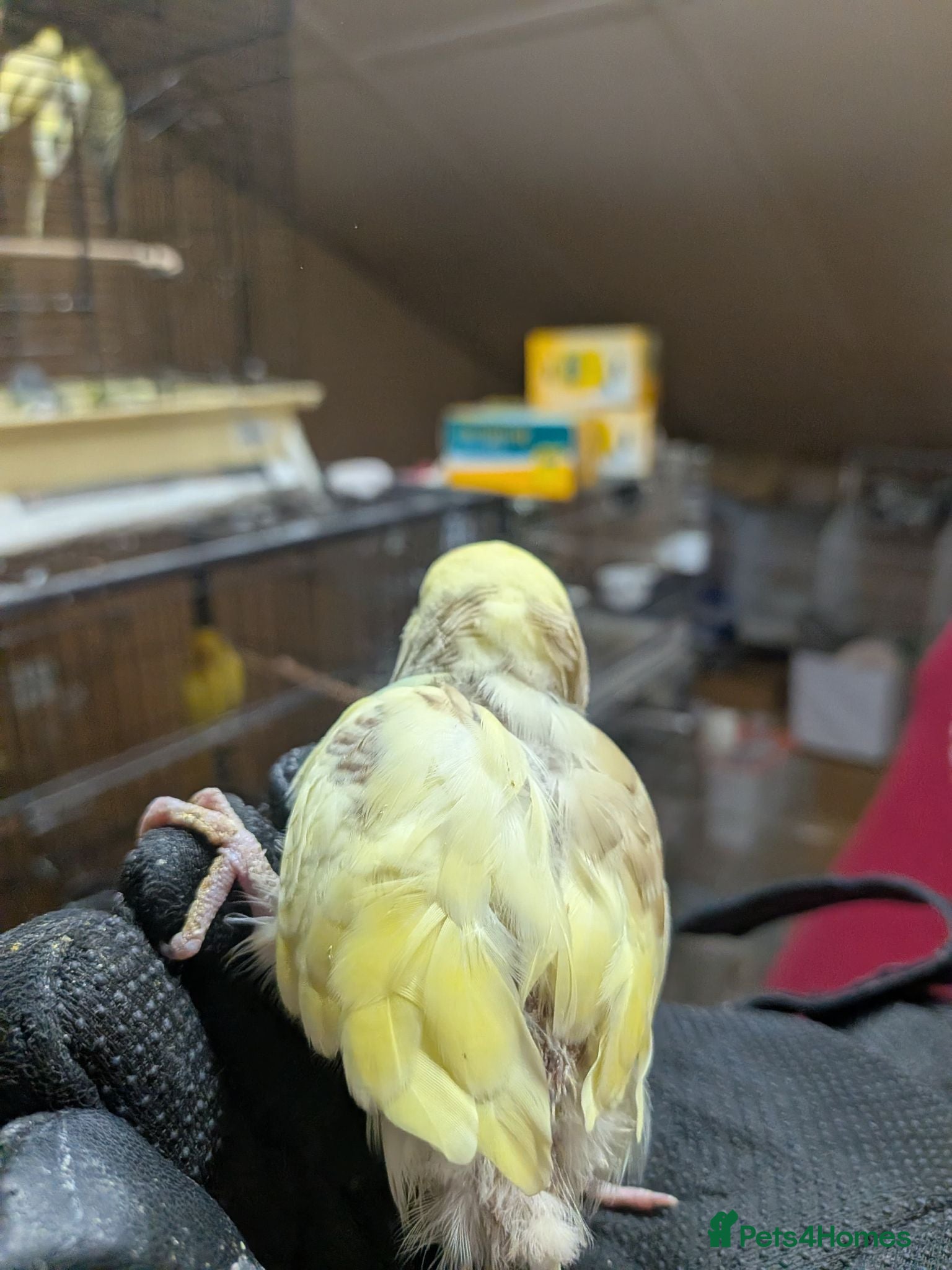 Budgerigars birds Jr. Jumbo Budgie - Advert 2