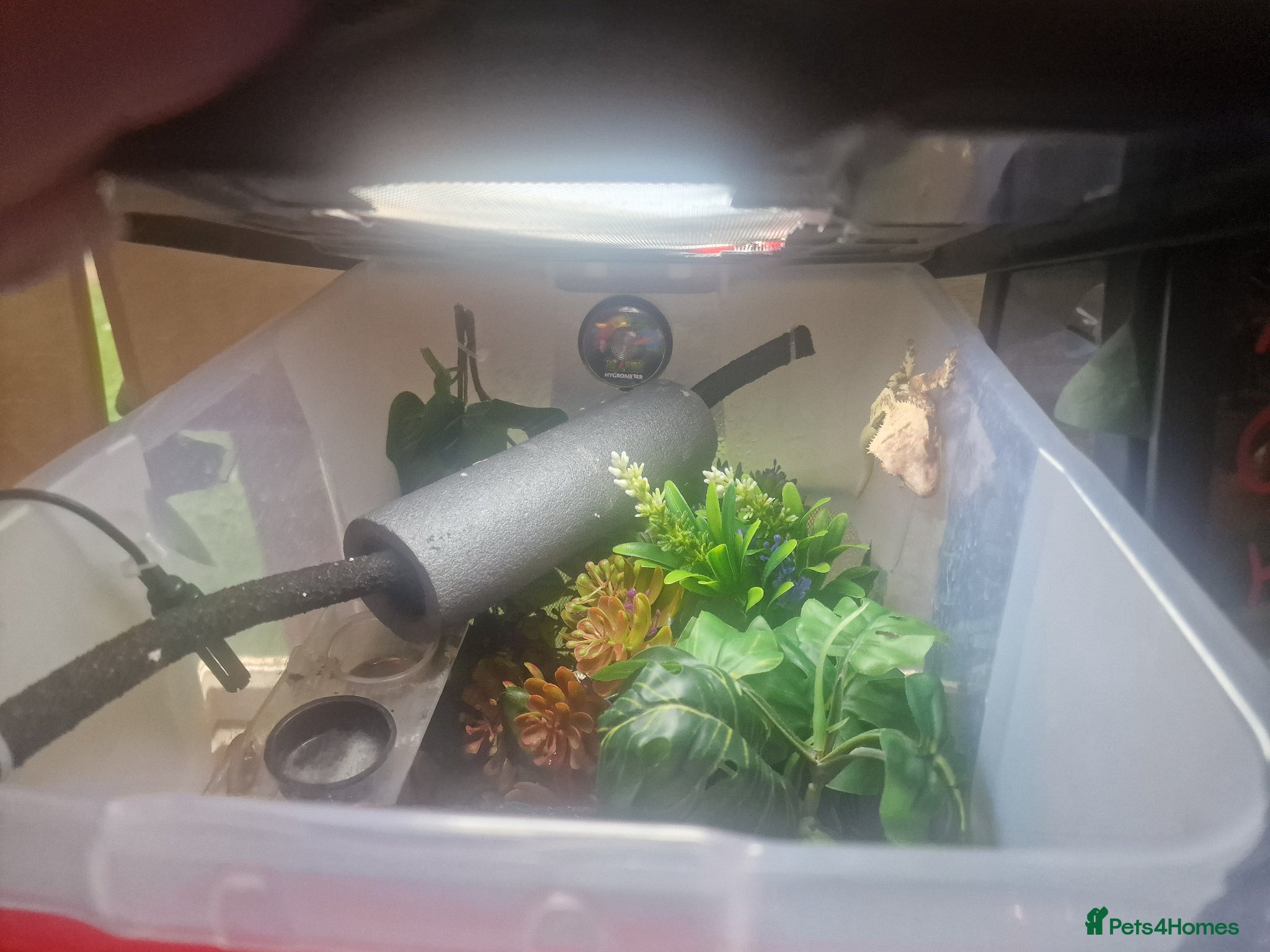 Gecko reptiles for sale: 8x Crested geckos/Full collection available!  - Advert 26
