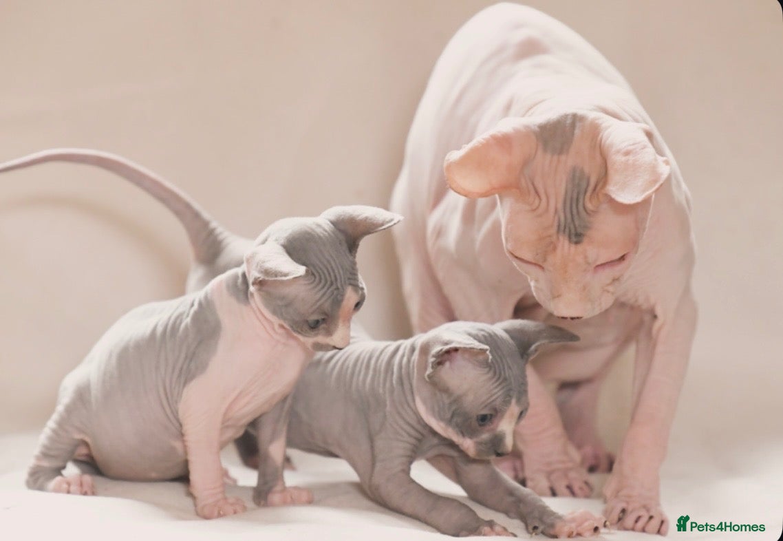 Sphynx cats for sale: Sphynx Kittens   - Advert 1