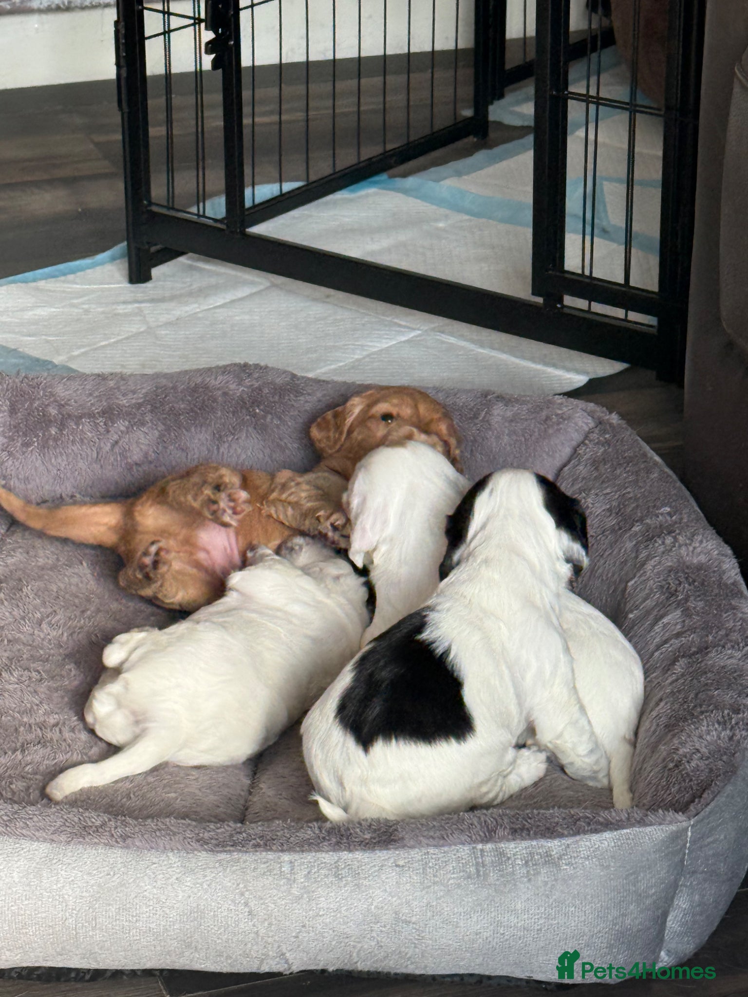 Sprocker dogs Sproker puppies - Advert 1