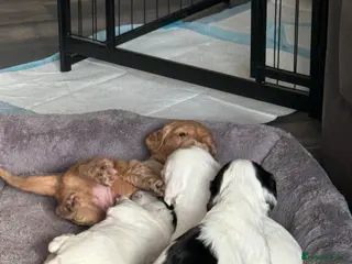 Sprocker dogs Sproker puppies - Advert 1