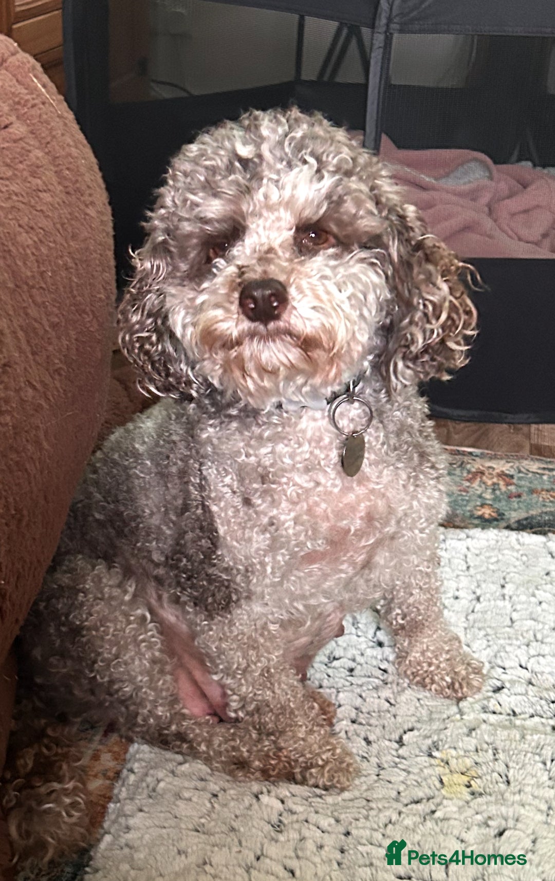 Miniature Poodle dogs for sale: Stunning Miniature Poodle Pups - Image 1