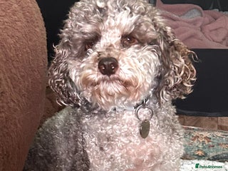 Miniature Poodle dogs Stunning Miniature Poodle Pups - Advert 5