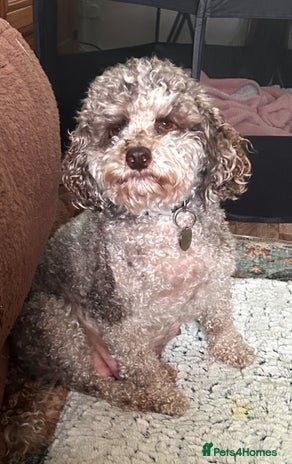 Miniature Poodle dogs - Advert 1