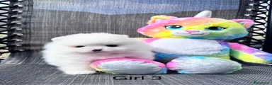 Pomeranian 3
