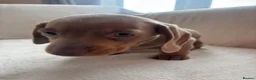 Miniature Dachshund dogs for sale: Miniature dachshund  - Advert 28