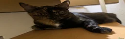 Mixed Breed cats for sale: Sweet Tortoiseshell Cat Seeking Forever Home - Advert 3