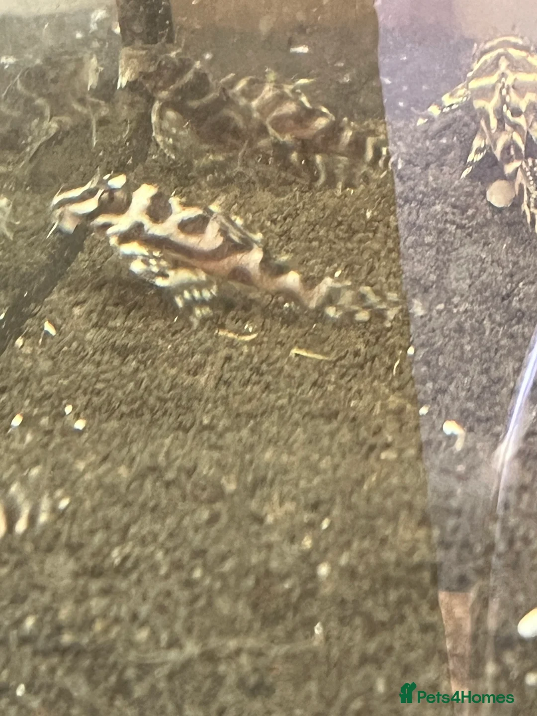 Plecos fish for sale: L236rb cracked zebra Pleco. 1”-2” - Advert 2
