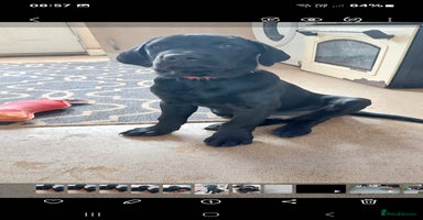 Labrador Retriever dogs - Advert 8