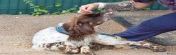 English Setter dogs for adoption: Azucar in Newcastle upon Tyne - Advert 4