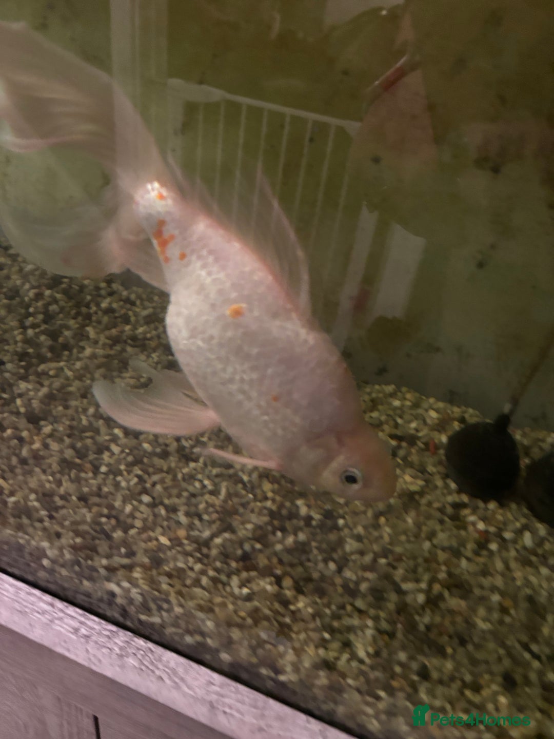 Goldfish fish for sale: Goldfish - Advert 4