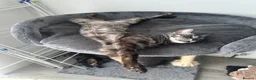 Bengal cats for sale: Retired breeding adults req. purrever pet homes 🐆 - Advert 8