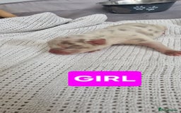 Mixed Breed dogs for sale: 8 Bully X Puppies  - Image 24