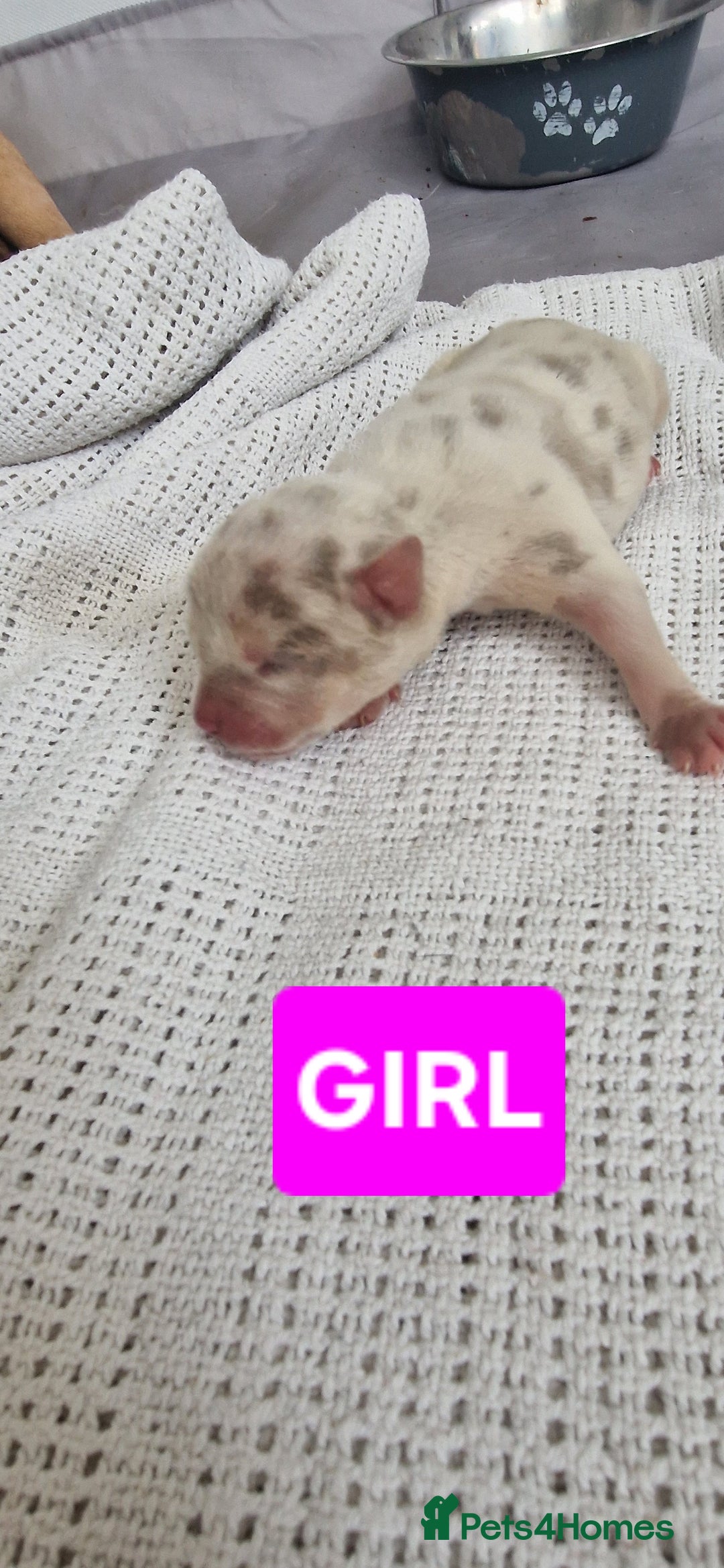 Mixed Breed dogs for sale: 8 Bully X Puppies  - Image 24