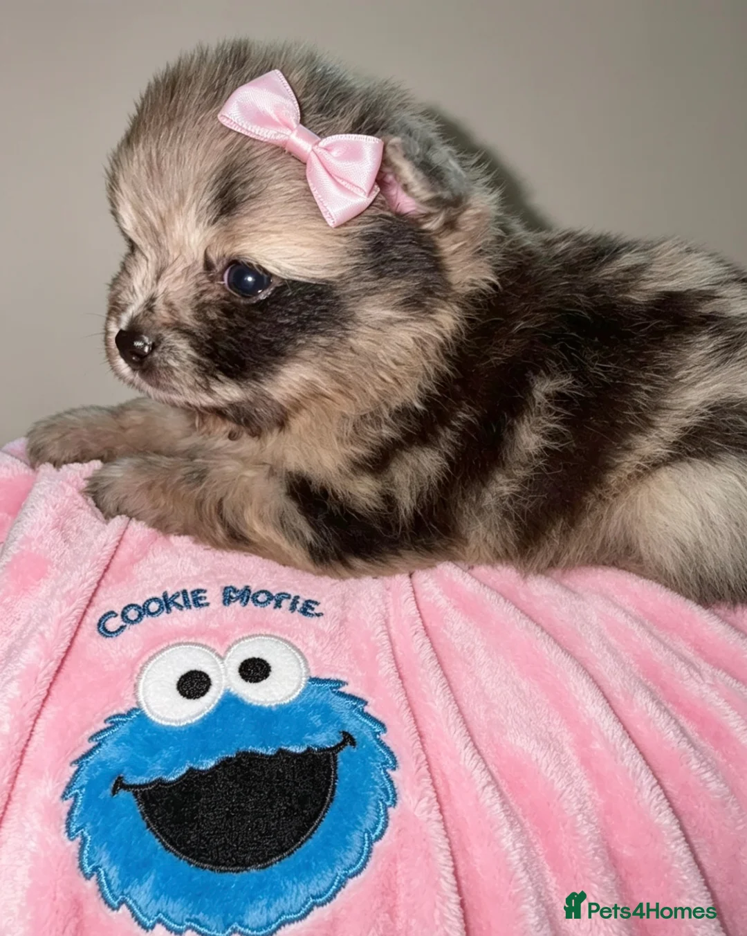 Pomeranian dogs for sale: ✨🐾2 Mini Pom Star Left🏆🐶🐾✨ - Advert 2
