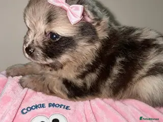 Pomeranian dogs ✨🐾1 Mini Pom Star Left🏆🐶🐾✨ - Advert 3