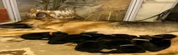German Shepherd dogs for sale: Dm clear German shepherd pups born on the 19th sep - Advert 1