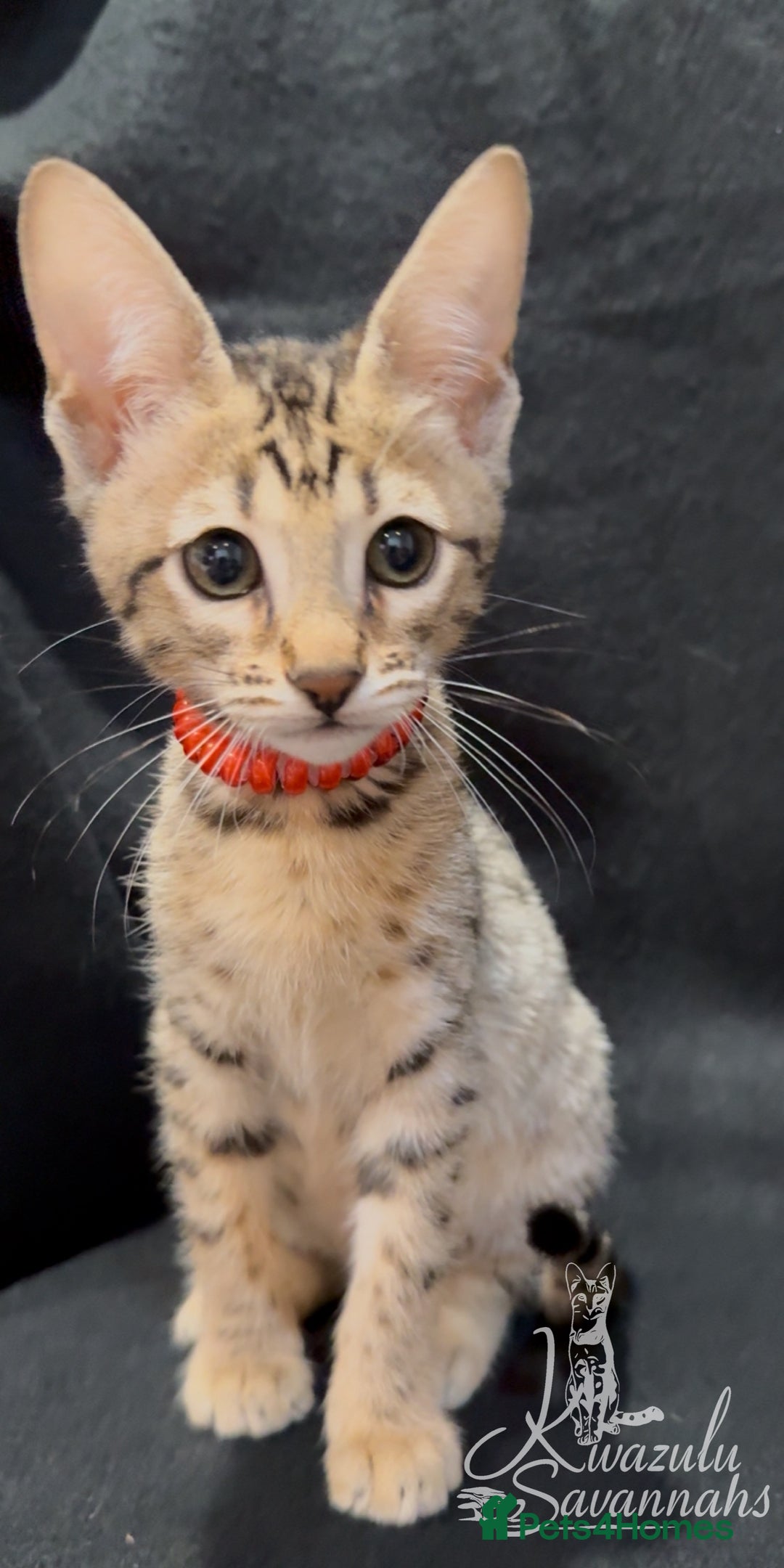 Savannah cats for sale: 12 Weeks Old 5*! -Exceptional Quality Tica Registr - Advert 24