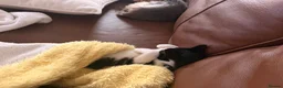 Mixed Breed cats for sale: Socks - Advert 5