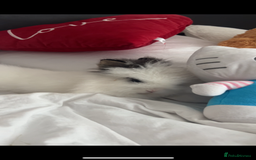 Lionhead rabbits for sale: LionHead Bunny - Image 1