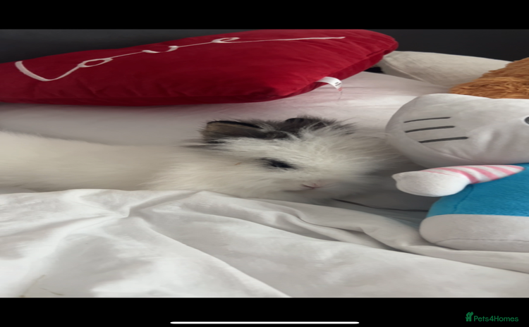 Lionhead rabbits - Advert 3