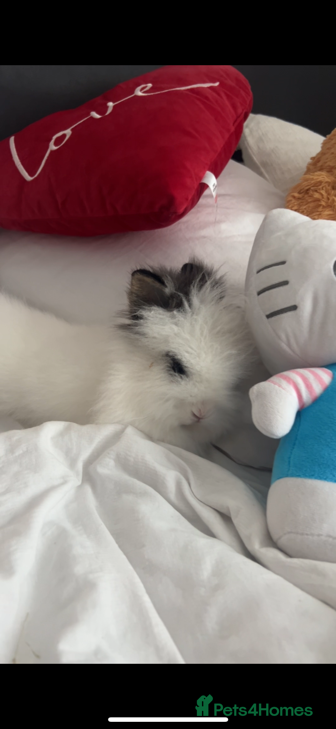Lionhead rabbits for sale: LionHead Bunny - Image 1