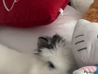 Lionhead rabbits - Advert 3