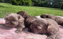 Shih Tzu dogs for sale: Shihtzus lilacs 5* KC REGISTERED - Image 6