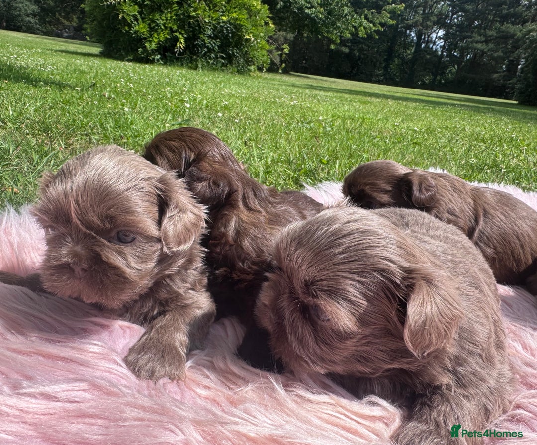 Shih Tzu dogs for sale: Shihtzus lilacs 5* KC REGISTERED - Image 6