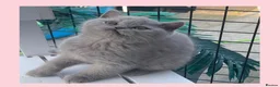 British Shorthair cats for sale: Beautiful lilac GCCF kitten - Advert 10