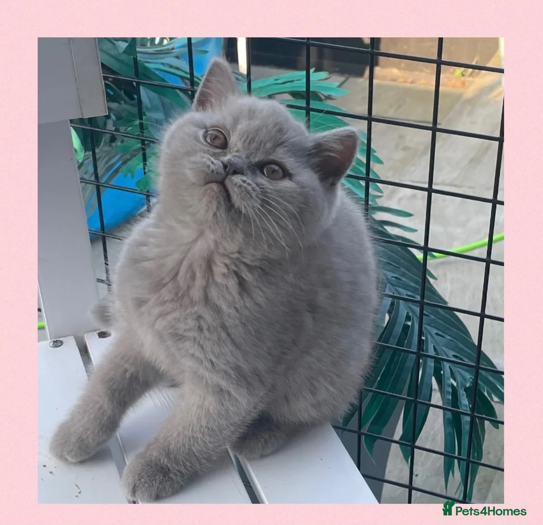 British Shorthair cats for sale: Beautiful lilac GCCF kitten - Advert 10