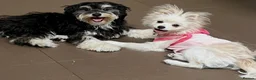 Mixed Breed dogs for sale: 🐾 Adorable Yorkiepoo × Pomchi Puppies 🐾 - Advert 5