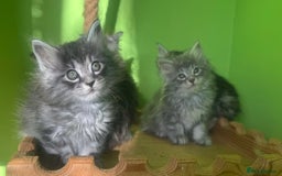 Kurilian Bobtail cats for sale: Rare pure breed Kurilian bobtail kittens available - Advert 1