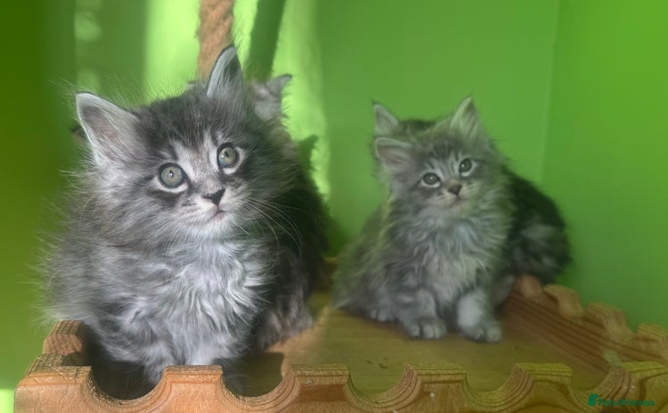 Kurilian Bobtail cats Rare pure breed Kurilian bobtail kittens available - Advert 10