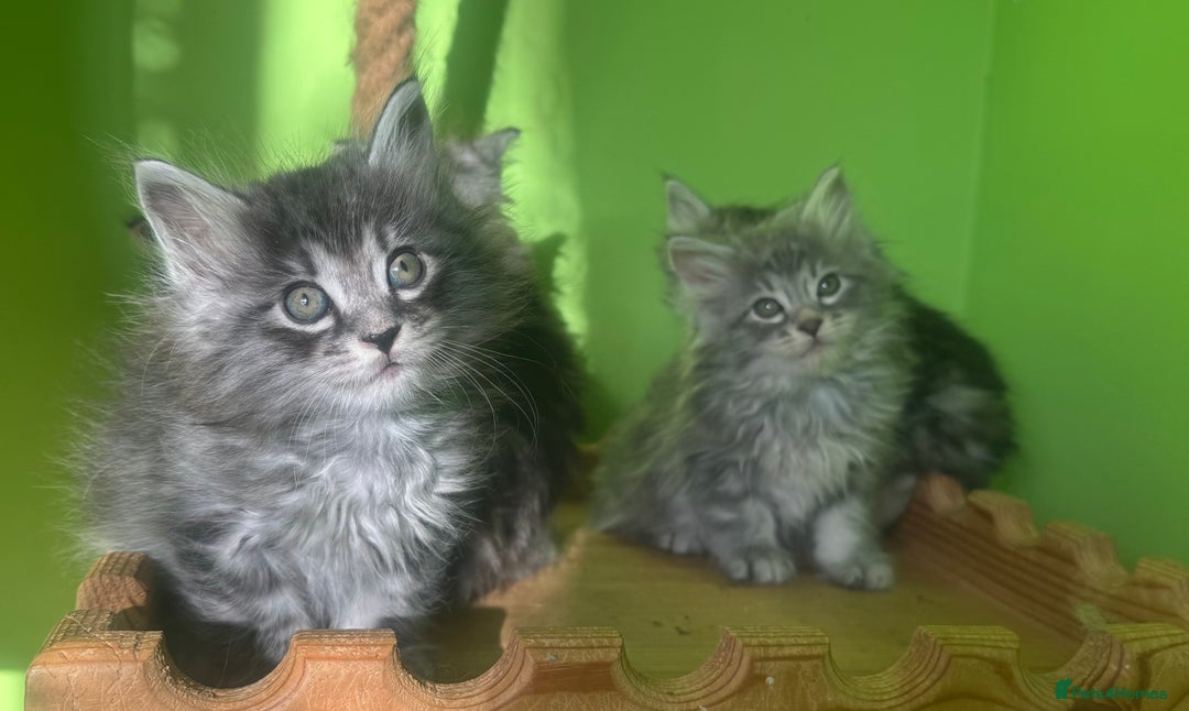 Kurilian Bobtail cats for sale: Rare pure breed Kurilian bobtail kittens available - Advert 1