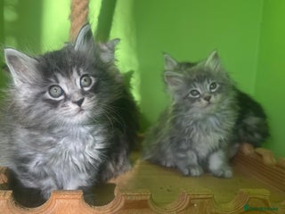 Kurilian Bobtail cats Rare pure breed Kurilian bobtail kittens available - Advert 1