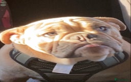 English Bulldog dogs for sale: Female British bulldog  - Image 2