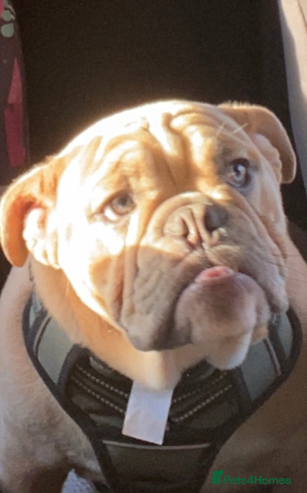 English Bulldog dogs for sale: Female British bulldog  - Image 2