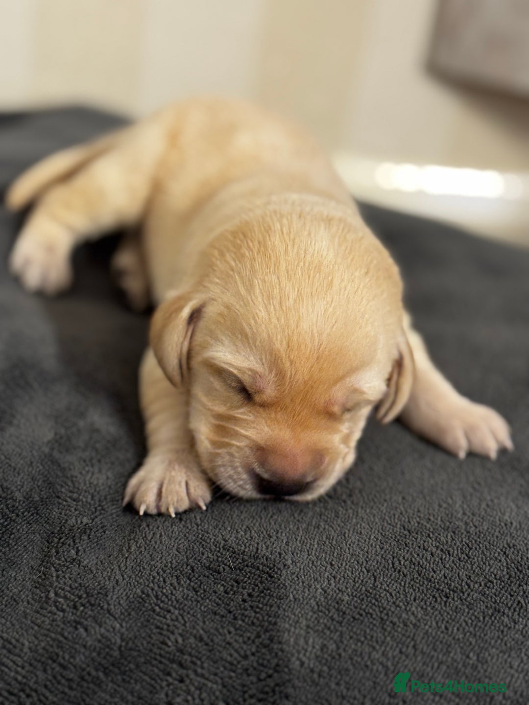 Labrador Retriever dogs for sale: Stunning, White/Yellow KC Registered Labrador Pups - Image 14