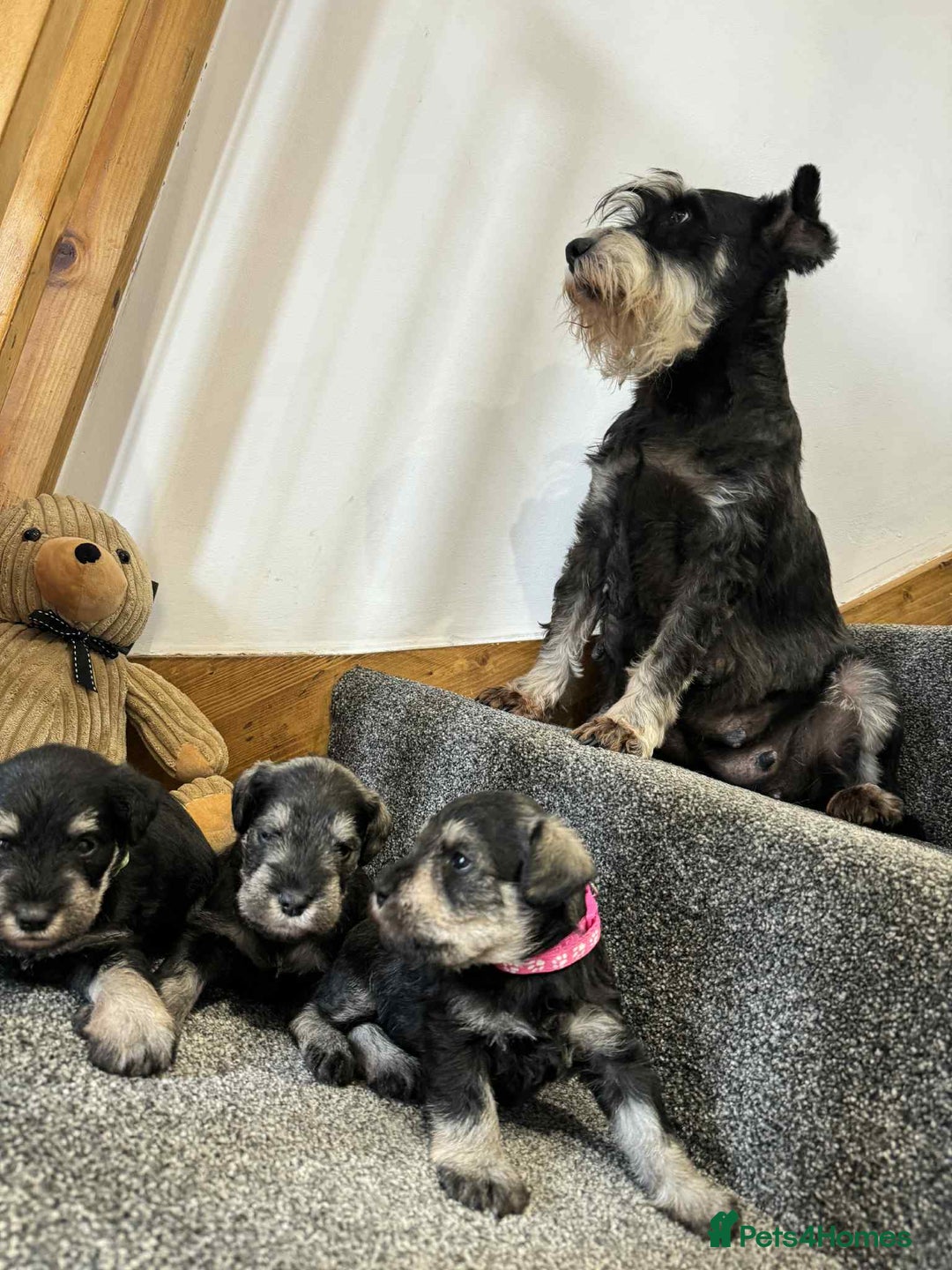 Miniature Schnauzer dogs for sale: Miniature Schnauzer Puppies KC/BVA/MAC Tested - Image 22