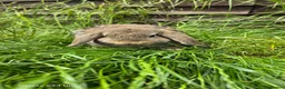 Mini Lop rabbits for sale: Bunnies - Advert 4