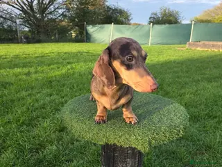 Miniature Dachshund dogs Kc registered Miniature Dachshund - Advert 1