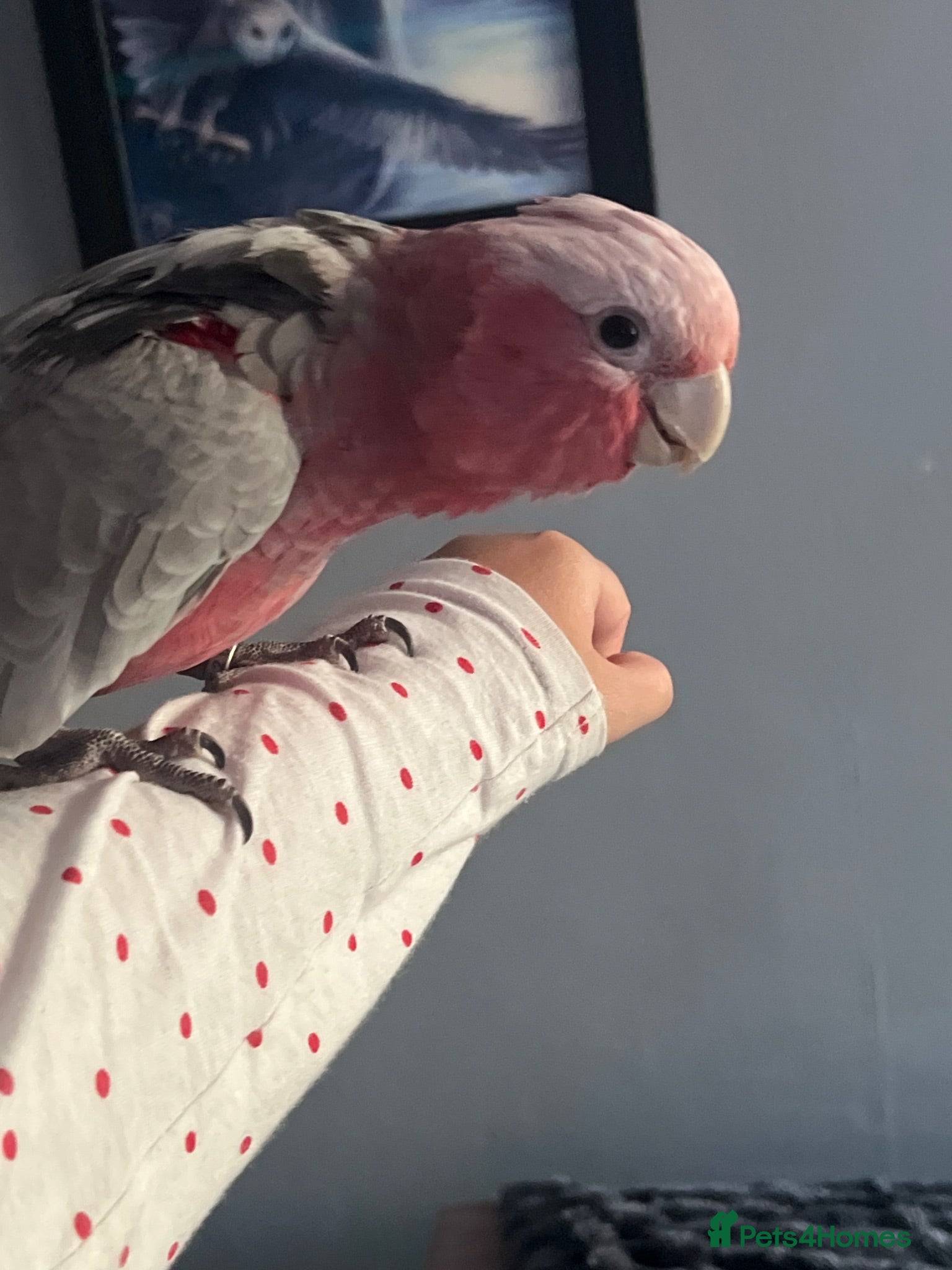 Cockatoo birds Galah parrot  - Advert 2