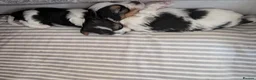 Biewer Terrier dogs for sale: Pure Biewer Terrier - Advert 10