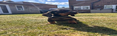 Miniature Dachshund Puppy 1