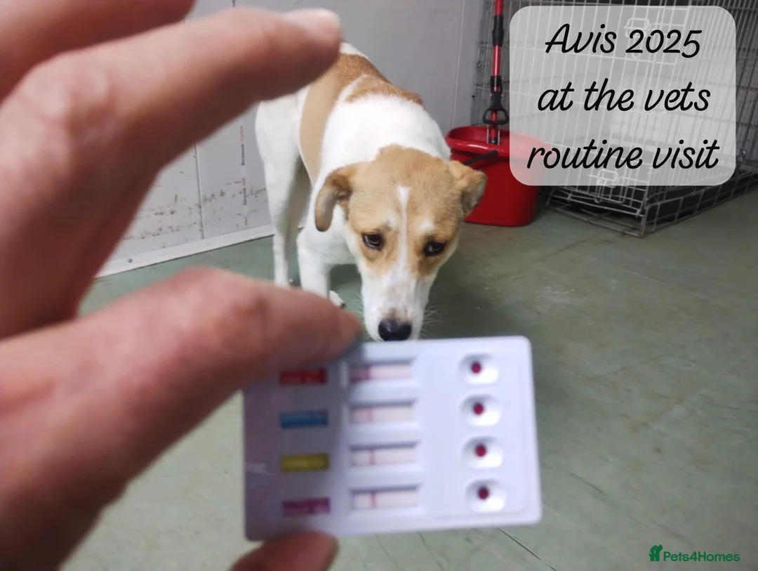 Mixed Breed dogs for adoption: Avis- 20 months - Available Devon area 🇬🇧🇬🇧 - Advert 4