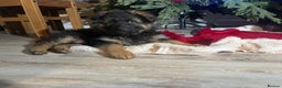 German Shepherd dogs for sale: Outstanding long haired Gsd pups  for sale  - Advert 4