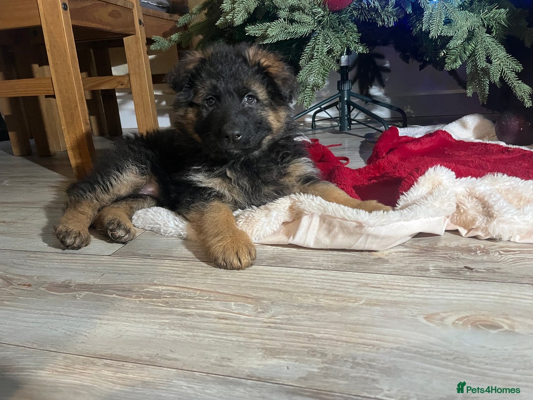 German Shepherd dogs for sale: Outstanding long haired Gsd pups  for sale  - Advert 4