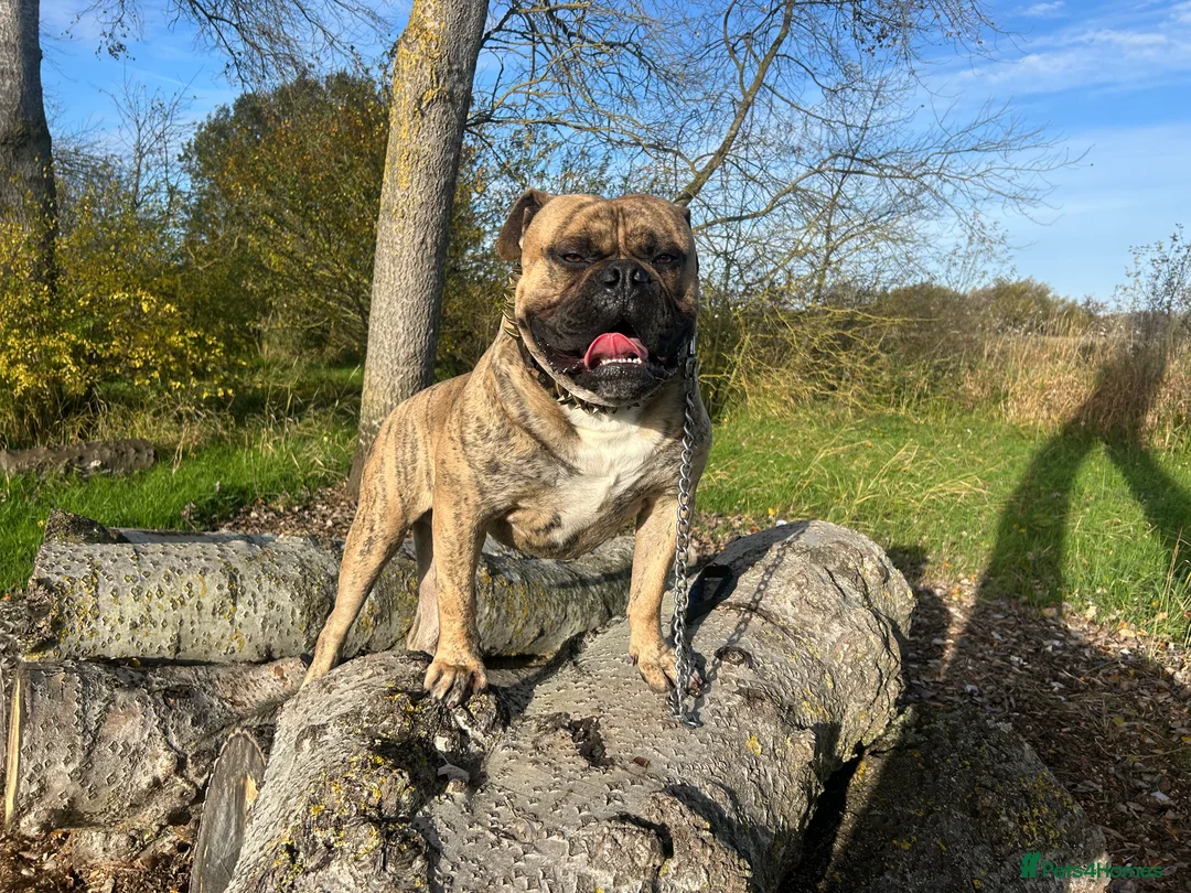 Old Tyme Bulldog dogs for sale: 19 month olde tyme bulldogge  - Advert 1